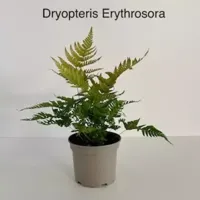 Tuinplant Rode Sluier Varen Dryopteris Erythrosora - thumbnail