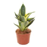Sansevieria Golden Hahnii (mini) - P6 - thumbnail