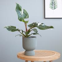 Philodendron White Princess - P12 - thumbnail