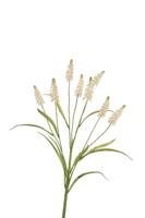 Roberts Collection Kunstbloem druifjes wit 60cm - thumbnail