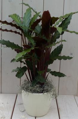Calathea rood blad creme pot 40 cm Warentuin Natuurlijk - Warentuin natuurlijk
