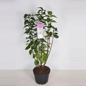 Sering (syringa vulgaris "Souv. d'Alice Harding") - 70-90 cm - 1 stuks