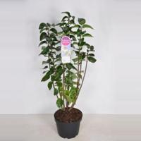 Sering (syringa vulgaris "Souv. d'Alice Harding") - 70-90 cm - 1 stuks - thumbnail