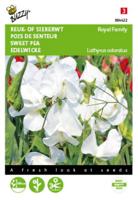 Lathyrus, Reuk- of siererwt Royal Family Wit - thumbnail