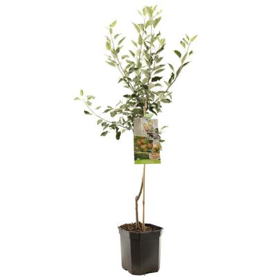 Appelboom Malus domestica Cox's Orange P. - Handappel Appelboom Malus domestica Cox's Orange P. - Handappel