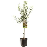 Appelboom Malus domestica Cox's Orange P. - Handappel - thumbnail