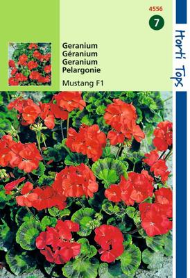 Zaden Pelargonium Geranium Mustang F1 rood Hortitops - Hortitops