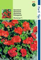 Zaden Pelargonium Geranium Mustang F1 rood Hortitops - Hortitops - thumbnail