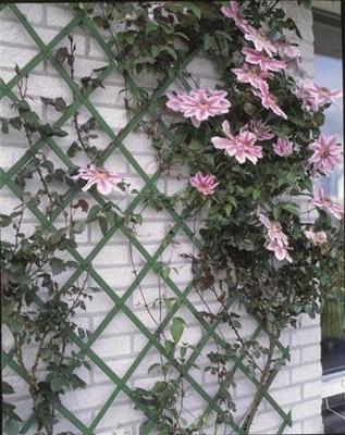 Nature tuinlatwerk 50x150 cm pvc groen 6040702