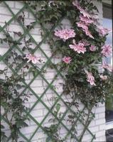Nature tuinlatwerk 50x150 cm pvc groen 6040702 - thumbnail