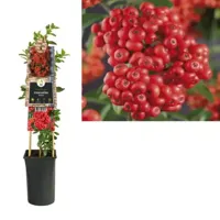 Vuurdoorn (Pyracantha "Mohave") klimplant - thumbnail