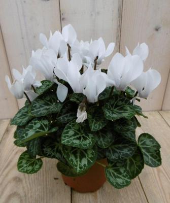 3 stuks! Kamer Cyclaam wit Warentuin Natuurlijk - Warentuin natuurlijk