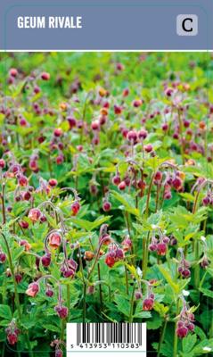 Vips Geum rivale - Knikkend nagelkruid