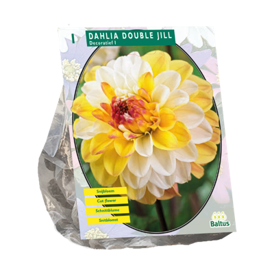 Dahlia Double Jill 1 stuks bloembollen Baltus - Baltus