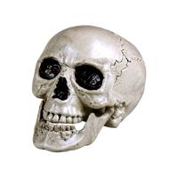 Schedel Mailla met beweegbare kaak 20x15cm - thumbnail