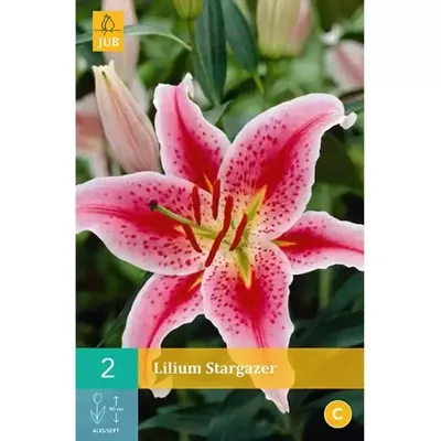 Lilium stargazer 2st bloembol zomer Lelie JUB - Jub