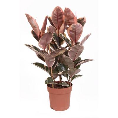Ficus Elastica Belize (Rubberboom) - P 24
