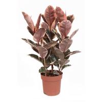 Ficus Elastica Belize (Rubberboom) - P 24 - thumbnail