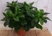 Kaapse Jasmijn Gardenia kamerplant Warentuin Natuurlijk - Warentuin natuurlijk - thumbnail