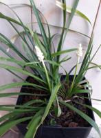 Leliegras Liriope wit Warentuin Natuurlijk - Warentuin natuurlijk - thumbnail