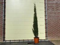 Italiaanse Cipres Totem - hoogte 250 cm - thumbnail