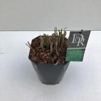 Prachtriet (Miscanthus sinensis "Strictus") siergras - In 5 liter pot - 1 stuks - thumbnail