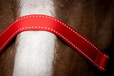 Excellent Horse Premium Halster S Foal Rood