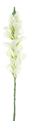 Anthirrinum spray white 98cm