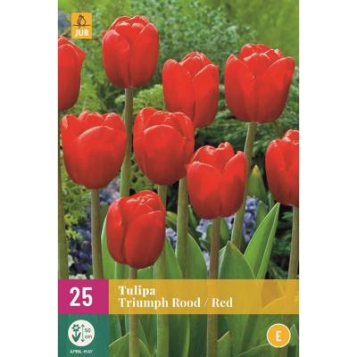 Tulp triumph rood 15 bollen