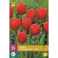 Tulp triumph rood 15 bollen - thumbnail