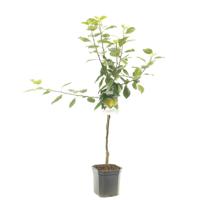 Appelboom Malus domestica Golden Delicious - Gele handappel - thumbnail