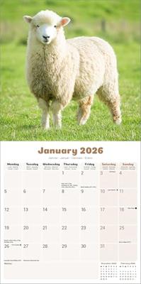 Schapen Kalender 2026 Schapen Kalender 2026