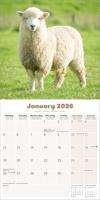 Schapen Kalender 2026 - thumbnail