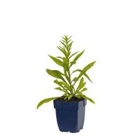 Solidago Strahlenkrone vaste plant Griffioen - Griffioen - thumbnail