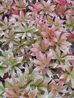 Rotsheide - thumbnail