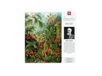 Imagination Ernst Haeckel Muscinae 1000 elementen - thumbnail