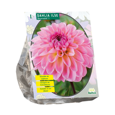 Bloembollen Dahlia Decoratief Ilse 1 stuk Baltus - Baltus