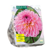 Bloembollen Dahlia Decoratief Ilse 1 stuk Baltus - Baltus - thumbnail