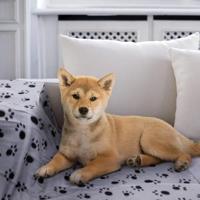 Nobleza Huisdierdeken - Fleece - Grijs met pootafdruk - Maat L - 100x160 cm - thumbnail