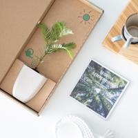 Kustmammoetboom - Sequoia Sempervirens - Brievenbusboompje - thumbnail