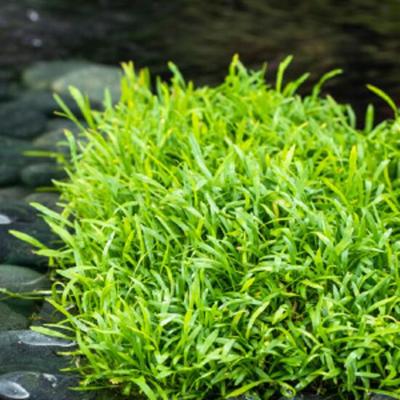 Lilaeopsis brasiliensis potmaat P18 Braziliaanse gras Moerings - Moerings