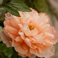 Kunst Pioentak 65cm Zalm - thumbnail