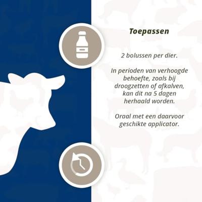 Direct Zwarte Knoflook Bolus - thumbnail