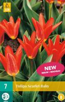 Tulp scarlet baby 7 bollen - thumbnail
