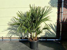Palmboom - Trachycarpus Fortunei Multistam