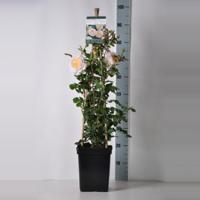 Engelse klimroos (rosa "Emanuel"®) - thumbnail