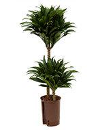 Dracaena compacta S hydrocultuur plant - thumbnail