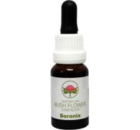 Australian Bush Boronia 15 Milliliter - thumbnail