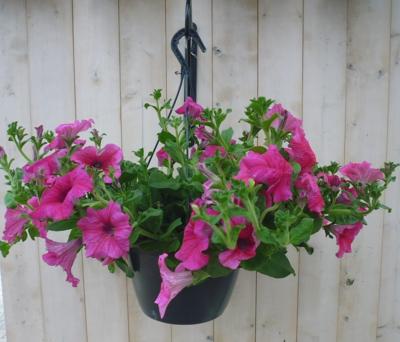 Hangplant Surfinia Hang Petunia roze Warentuin Natuurlijk - Warentuin natuurlijk