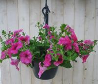 Hangplant Surfinia Hang Petunia roze Warentuin Natuurlijk - Warentuin natuurlijk - thumbnail